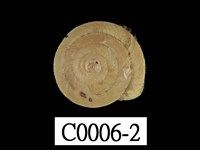 藏品(臺灣盾蝸牛)的圖片